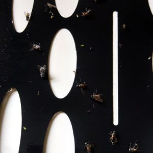 Armadilha 15 Replacement Glue Board