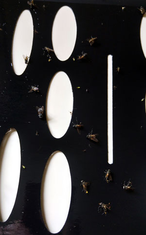 Armadilha 15 Replacement Glue Board