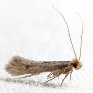 Case-bearing Clothes Moth Bullet Lure