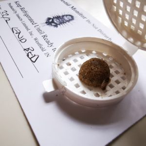 Dermestid Larval Monitor
