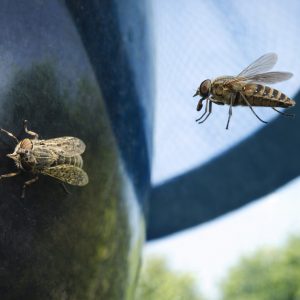 H Trap Plus Professional Horsefly Trap
