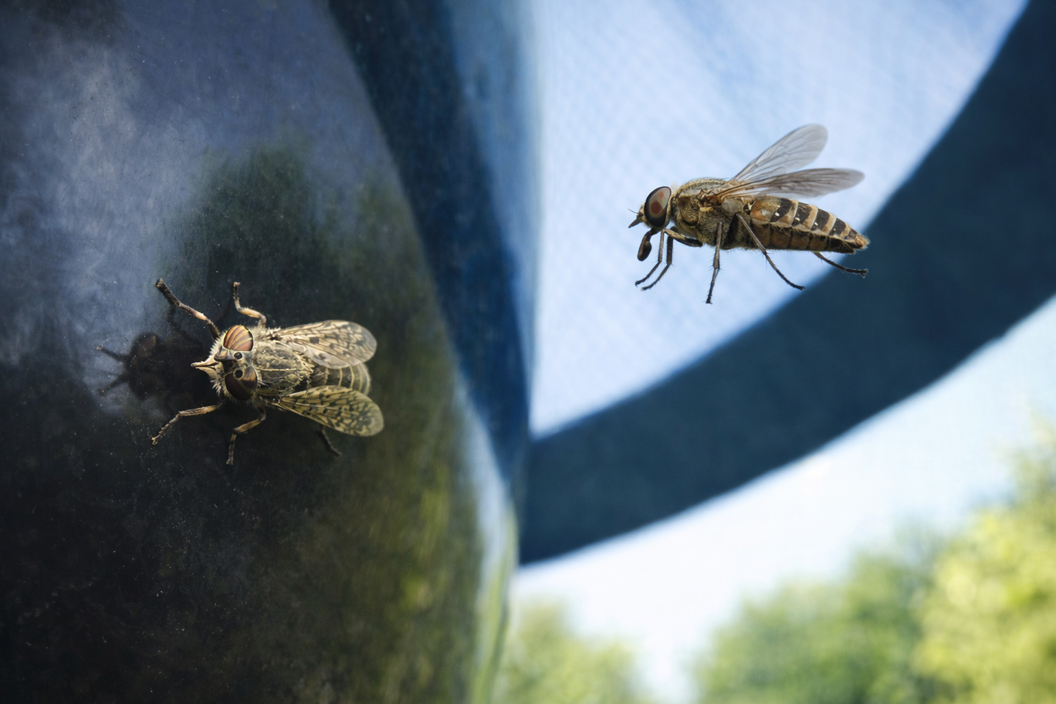 H Trap Plus Professional Horsefly Trap