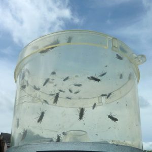 horsefly trap