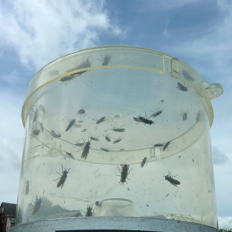 horsefly trap