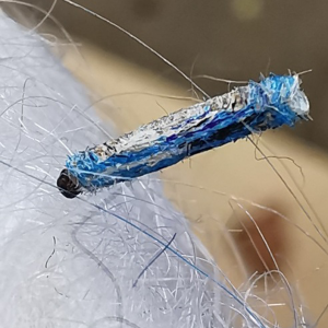 Case-bearing Clothes Moth Bullet Lure