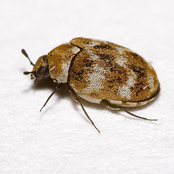 Varied Carpet Beetle and Guernsey Carpet Beetle Bullet Lure