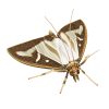 Pheromone Monitoring Lure for Cydalima (=Diaphania) perspectalis, Box Tree Moth