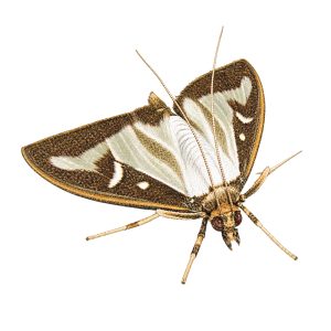 Pheromone Monitoring Lure for Cydalima (=Diaphania) perspectalis, Box Tree Moth