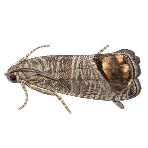 Pheromone Monitoring Lure for Cydia pomonella, Codling Moth