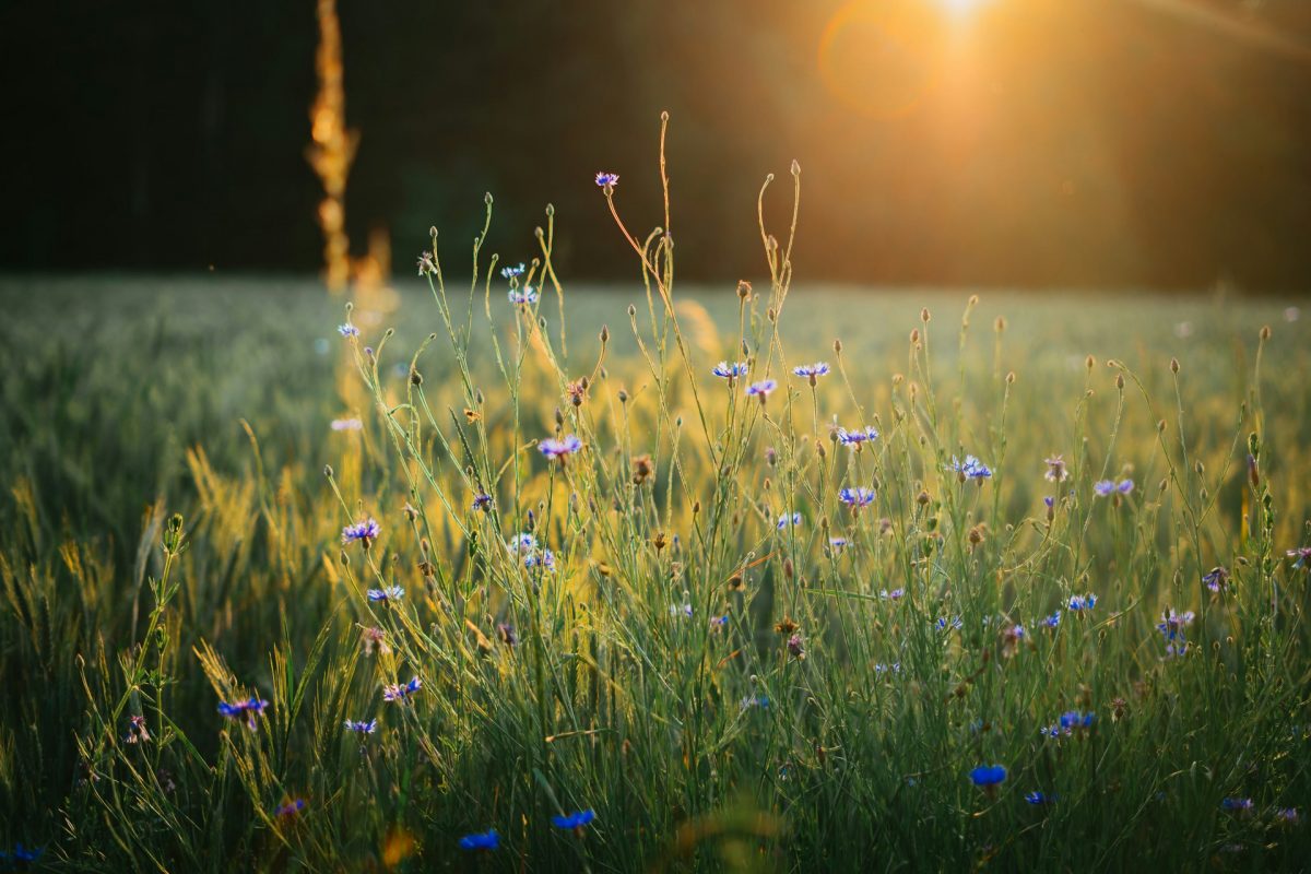 field and garden