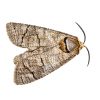 goat moth