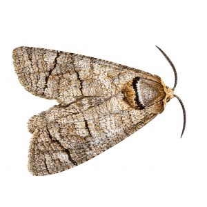 goat moth