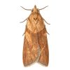 Pheromone Monitoring Lure for Epiphyes postvittana, Light Brown Apple Moth
