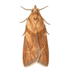 Pheromone Monitoring Lure for Epiphyes postvittana, Light Brown Apple Moth