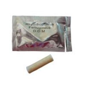 Pheromone Monitoring Lure for Rhynchophorus ferrugineus, Red Palm Weevil