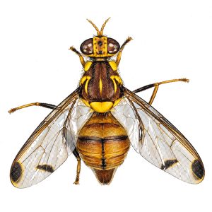 Pheromone Monitoring Lure for Bactrocera cucurbitae, The Melon Fly