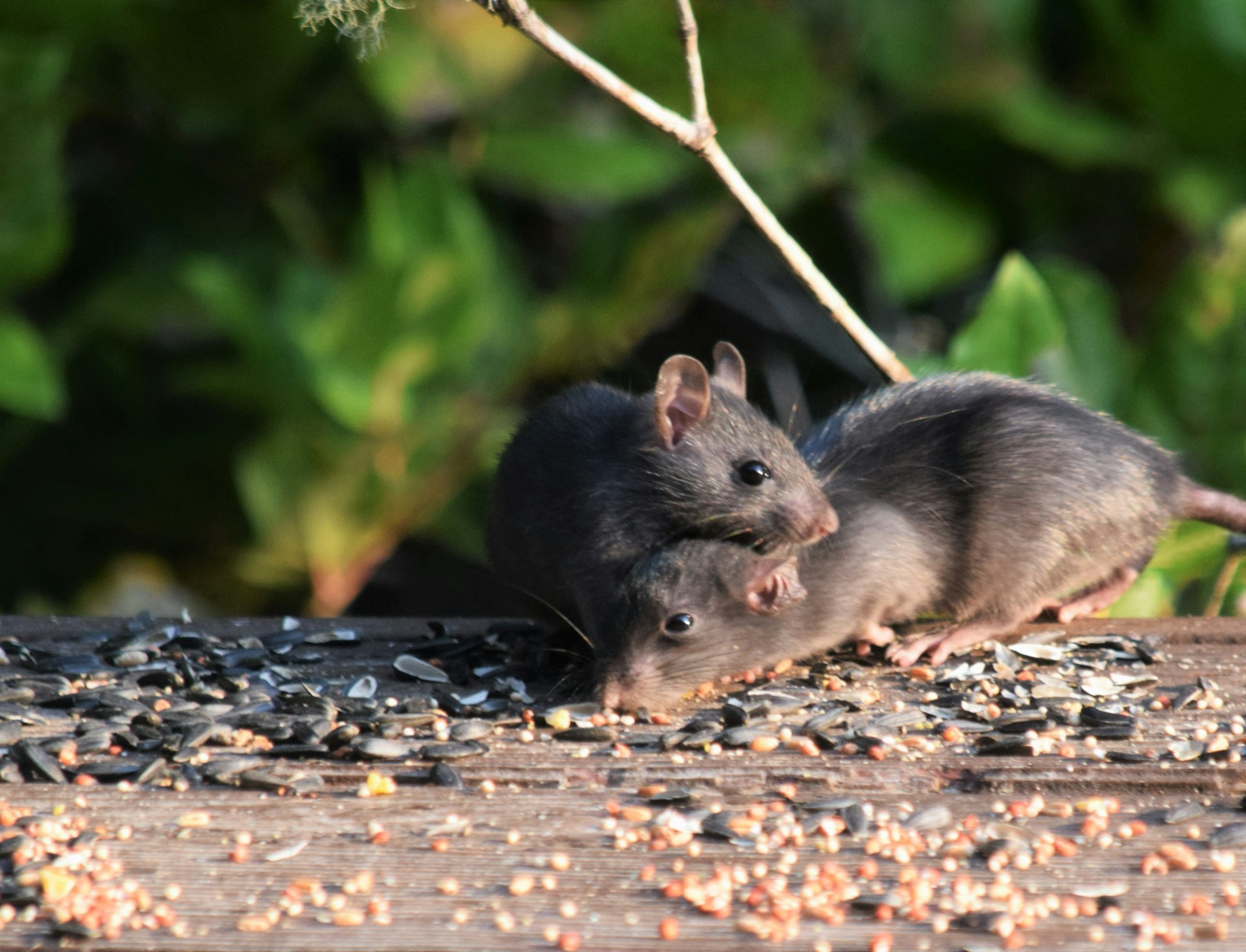 mouse traps for mice pest control