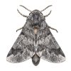 Pheromone Monitoring Lure for Thaumetopoea processionea, Oak Processionary Moth