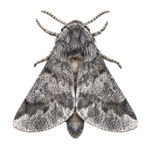 Pheromone Monitoring Lure for Thaumetopoea processionea, Oak Processionary Moth