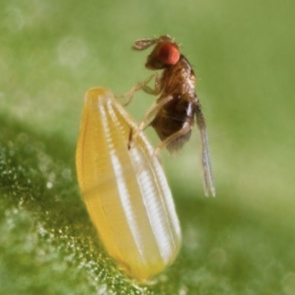 Biomoth Control - Trichogramma evanescens