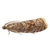 Pheromone Monitoring Lure for Grapholita funebrana, Plum Fruit Moth