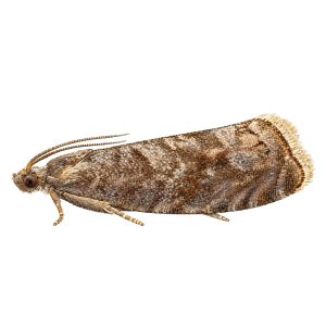 Pheromone Monitoring Lure for Grapholita funebrana, Plum Fruit Moth