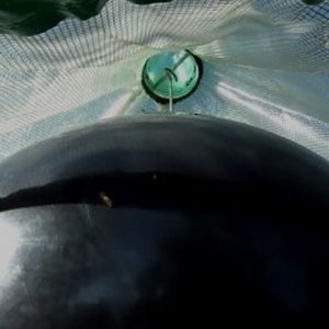 Ball for H-Trap Horsefly Trap