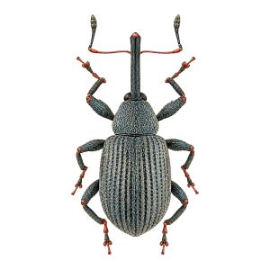 Pheromone Monitoring Lure for Anthonomus rubi, Strawberry Blossom Weevil
