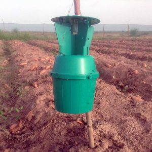 sweet potato weevil funnel trap