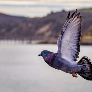 Bird management