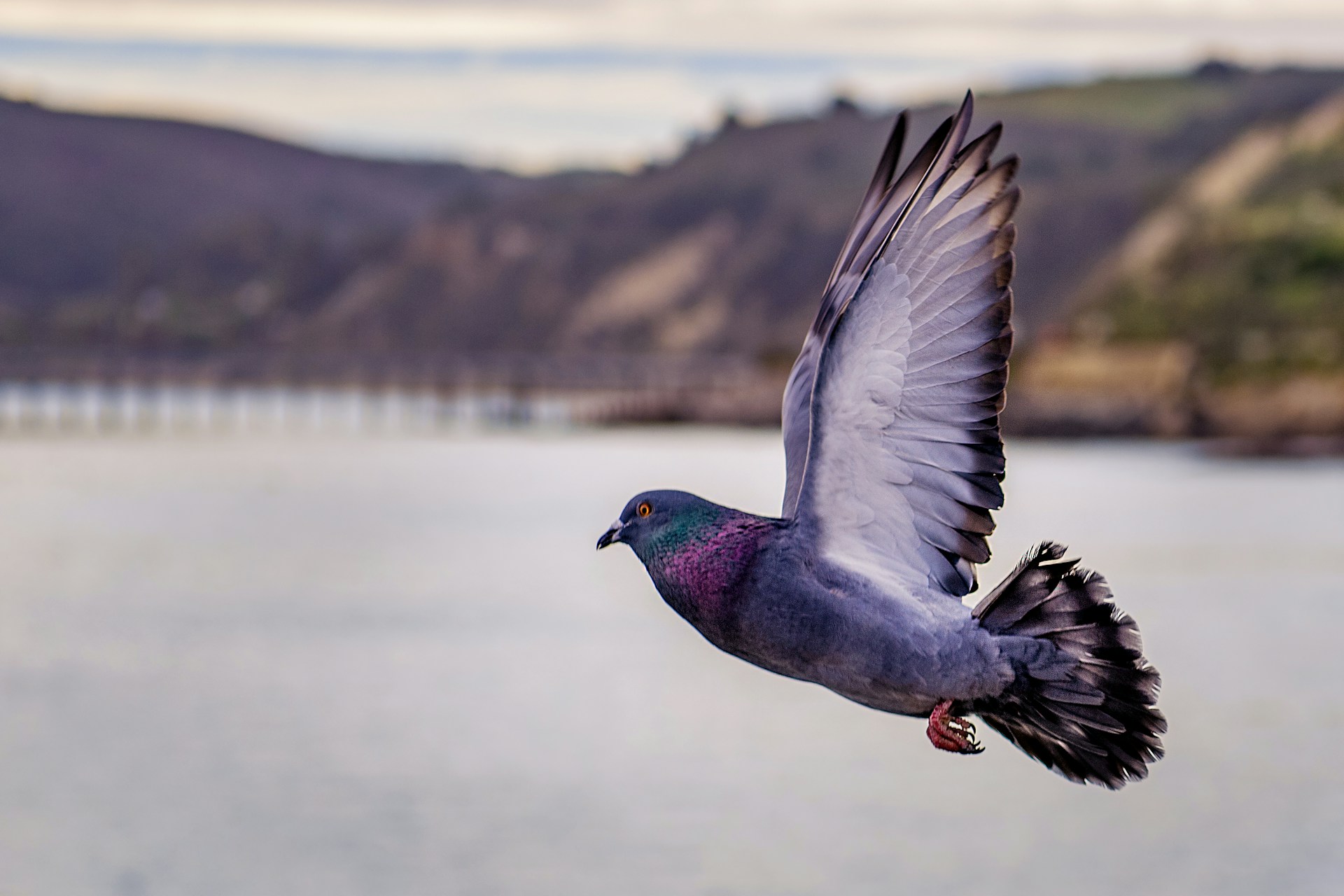 bird management
