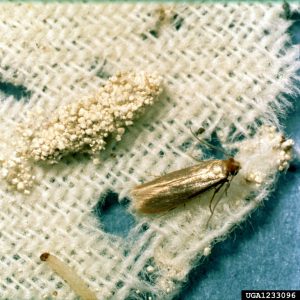 Webbing Clothes Moth Pheromone Pad Lure & Trap Kit (Small Spaces)